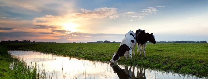 Gemzu koeien Nederland